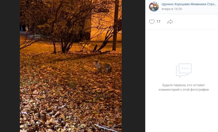 Лиса по-соседски забежала из Серебряного Бора во дворы