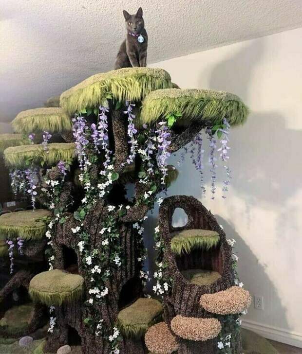 Кошачье дерево мечты Кошачье дерево мечты