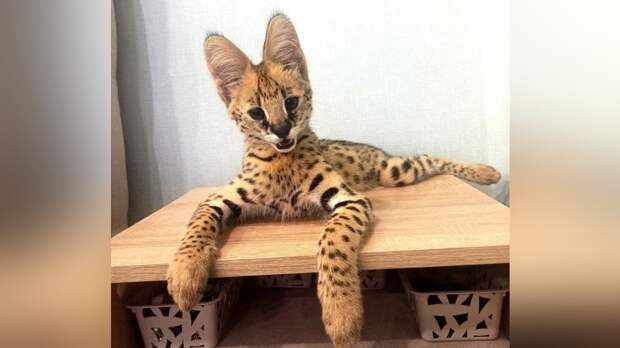 В Сочи пресекли попытку вывоза из страны перекрашенного сервала