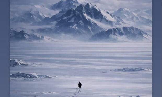 Почему весь мир смотрит видео про уходящего в горы пингвина и что с ним стало на самом деле