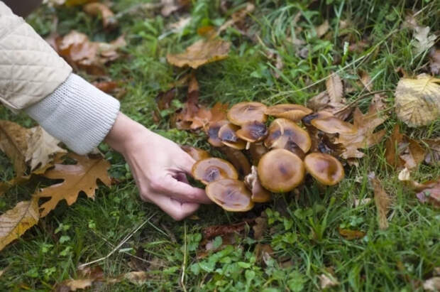 Миколог Вишневский назвал грибы, которые можно найти в лесу этой весной