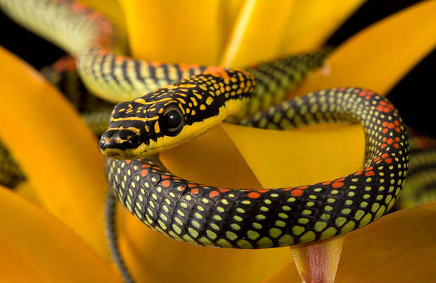 райская древесная змея (Chrysopelea paradisi)