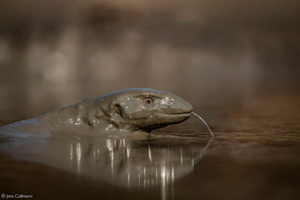 Лучшие фотографии Африки 2020