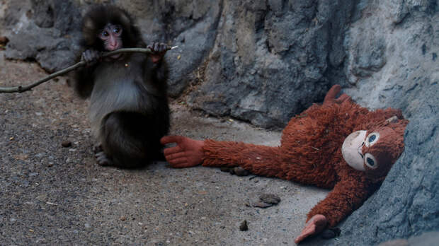 Ждали все: брошенного мамой детеныша макаки Панча наконец обняли