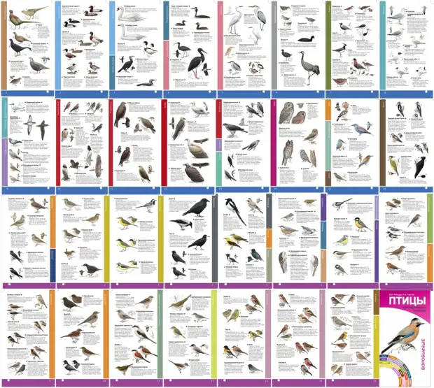 Веер-определитель “Птицы Черноморского Кавказа” отправлен в печать