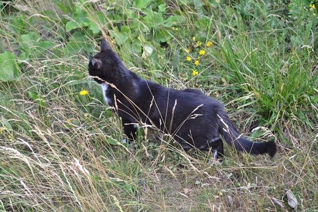 Коты приходят ниоткуда и исчезают в никуда