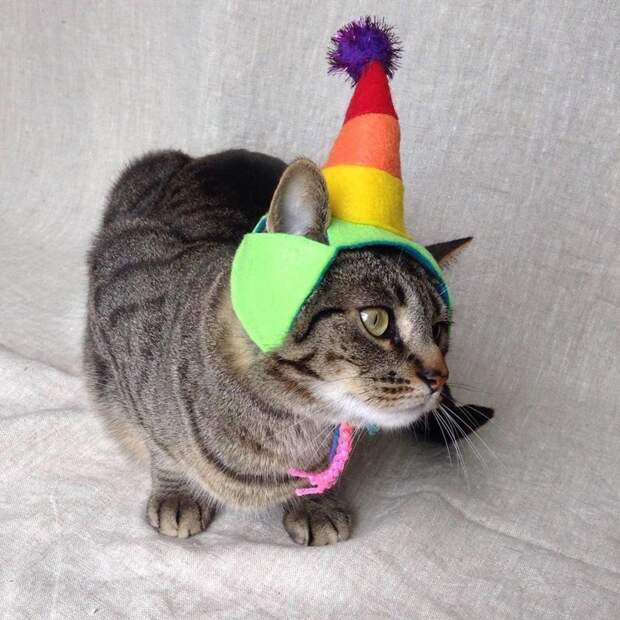 Котейки, знающие толк в моде на милые шапочки Котейки, знающие толк в моде на милые шапочки