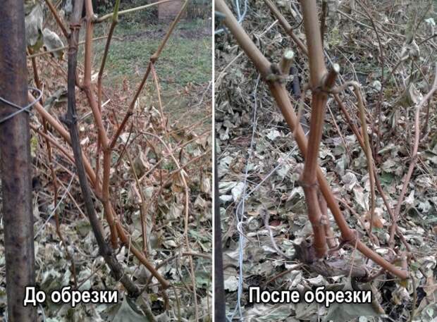 Обрезка винограда сорта Лидия