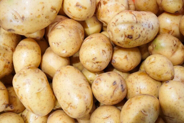 Розара, Беллароза и Королева Анна: проверенные сорта картофеля для высокого урожая