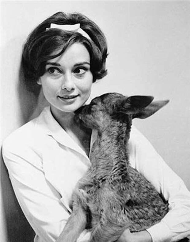 Одри Хепберн, олененок Пиппин. Фото / Audrey Hepburn, deer Pippin. Photo 
