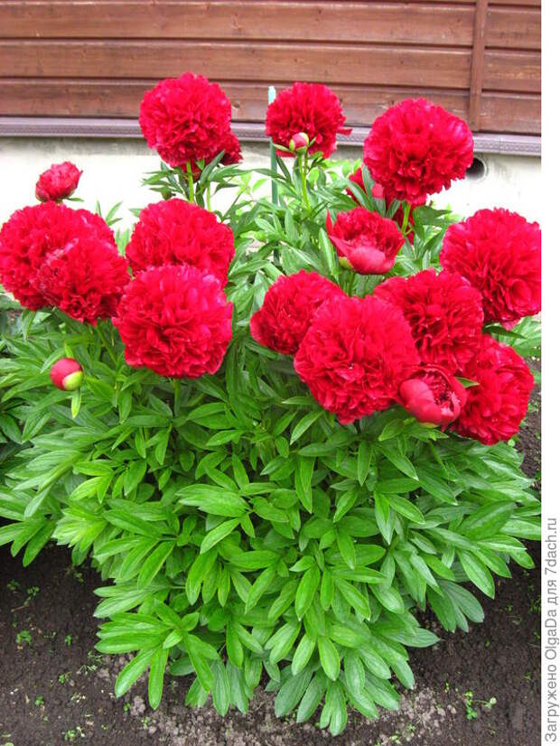 Red Grace
