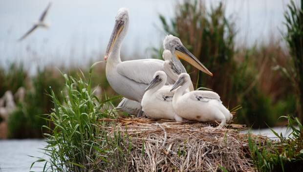 Семейство кудрявых пеликанов Редкие птицы мира, заказник, кавказ, пеликаны, природа России, птицы, цапля