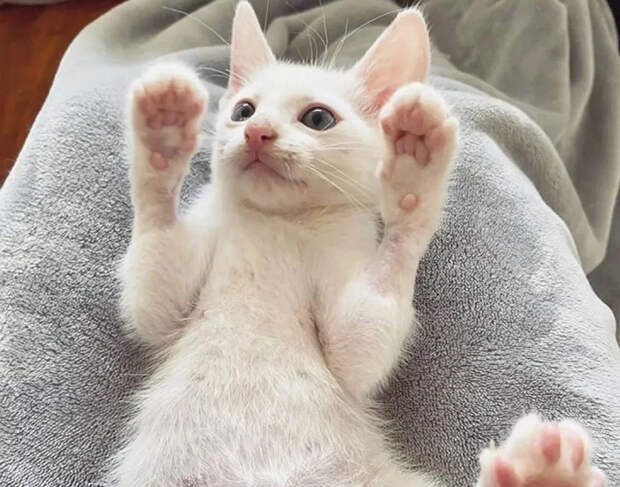 Без кота и жизнь не та