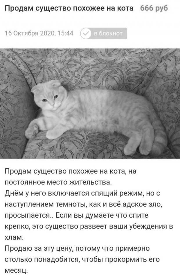 Странные объявления в Интернете и реальной жизни