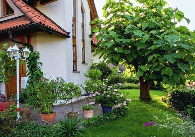 Павловния войлочная (Paulownia tomentosa) с крупными листьями великолепно притенит любое место отдыха. Для хорошего роста ей необходимо солнечное место. Павловния войлочная (Paulownia tomentosa) с крупными листьями великолепно притенит любое место отдыха.