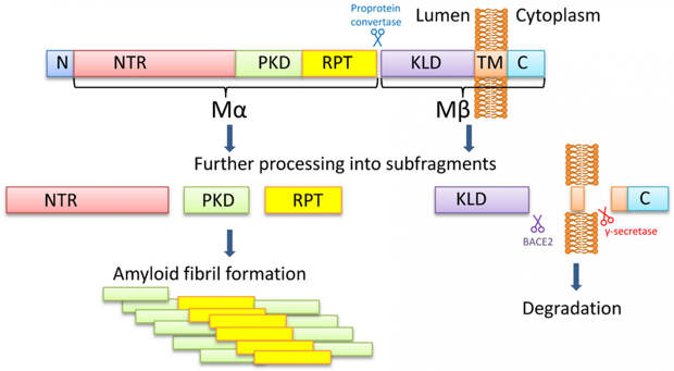 https://www.mdpi.com/life/life-10-00156/article_deploy/html/images/life-10-00156-g001.png