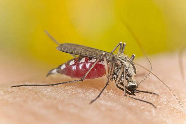 Mosquito High Magnification - Banco de fotos e imágenes de stock - iStock