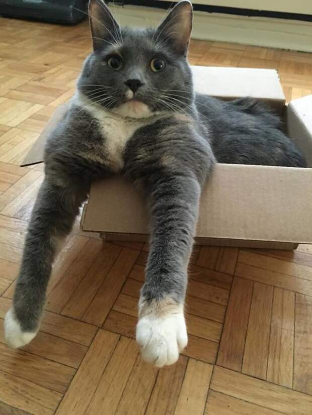 Кошки помещаются во всем