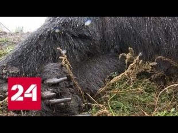 В Воронежской области медведь из частного зоопарка загрыз человека