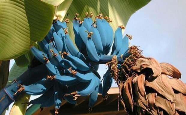 Голубые бананы бананы, разнообразие, флора