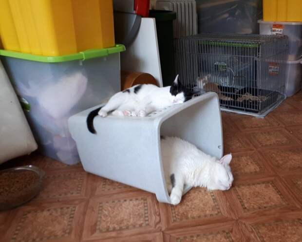 Люди лишь отмахивались от чихающего бездомного котенка