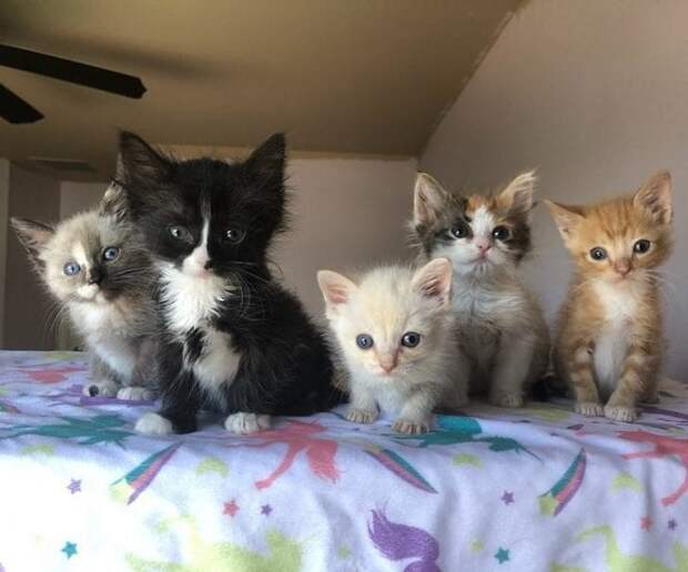 Пять котят Котята на кровати