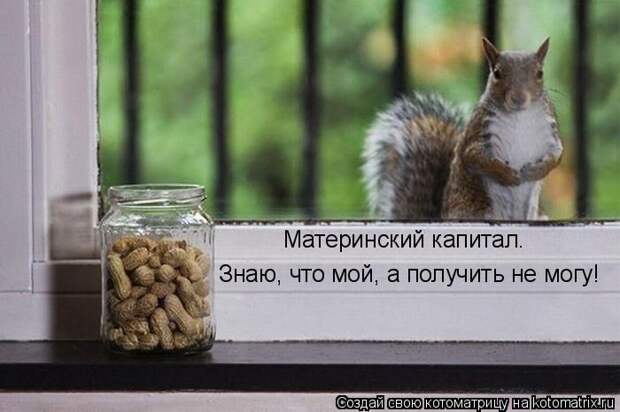 Лучшие котоматрицы недели (50 фото)