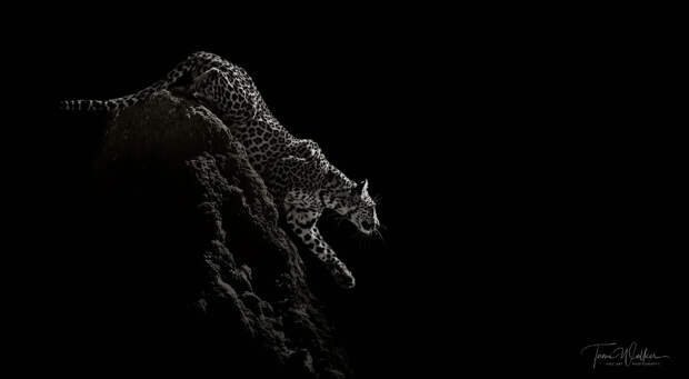 Лучшие фотографии Африки 2020