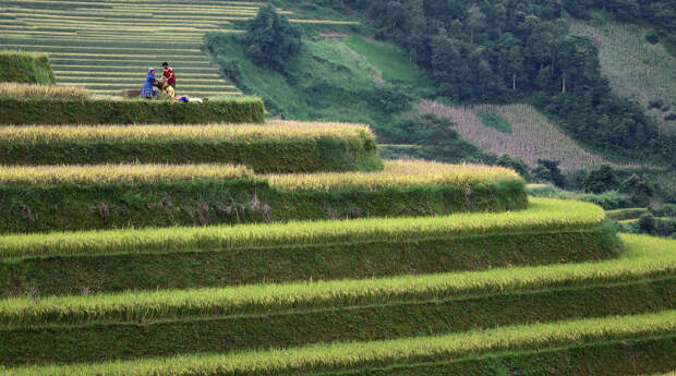 Мохнатые террасы в северной горной провинции Йенбай, Вьетнам