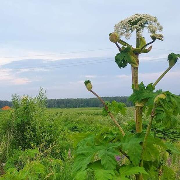 Как бороться с борщевиком и что делать, если обожглись