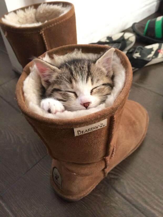 Кошки помещаются во всем