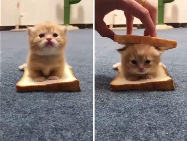 Незаконно маленькие котейки, которые своруют ваше сердце