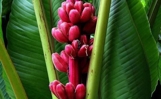 Розовые бананы бананы, разнообразие, флора