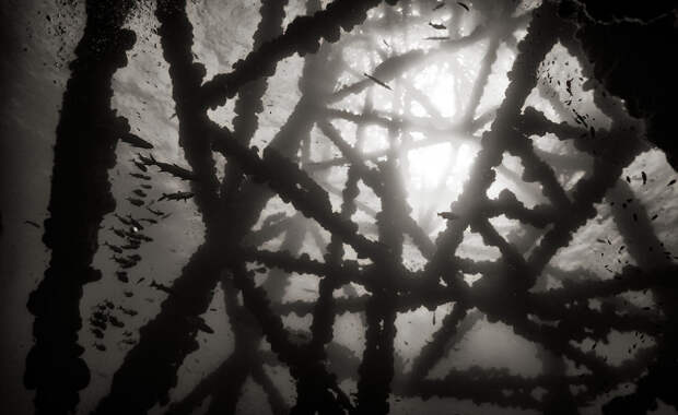 Подводное царство духозахватые чёрно-белые фотографии жизни под водой 42