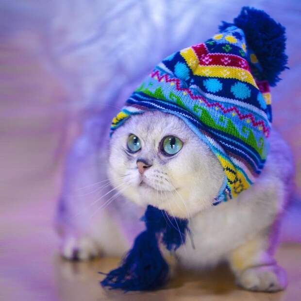 Котейки, знающие толк в моде на милые шапочки Котейки, знающие толк в моде на милые шапочки