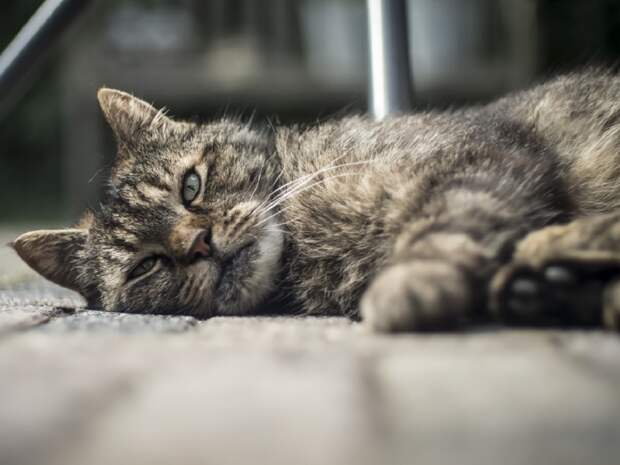 Долг в 1,2 млн за кота: попытка спасти питомца привела москвича к банкротству