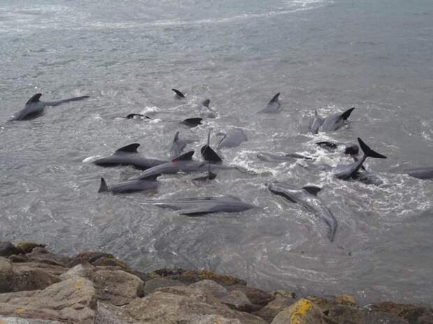 У берегов Фарерских островов рыбаки убили десятки китов бухта, в мире, животные, кит, люди, убийство