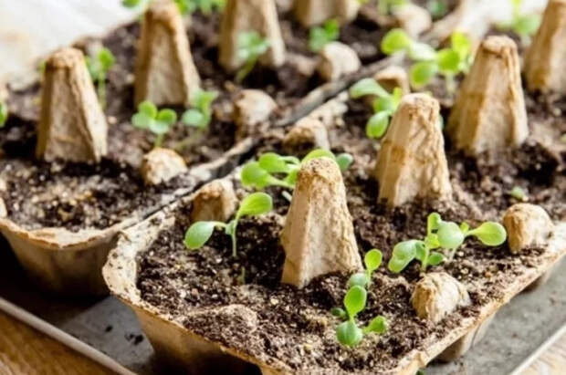 Садовод Самойлова объяснила, как ухаживать за рассадой