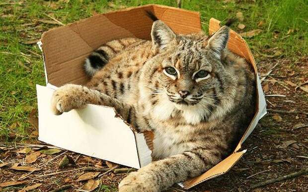 Большие котики тоже любят коробки bigcatsinboxes01 Большие котики тоже любят коробки
