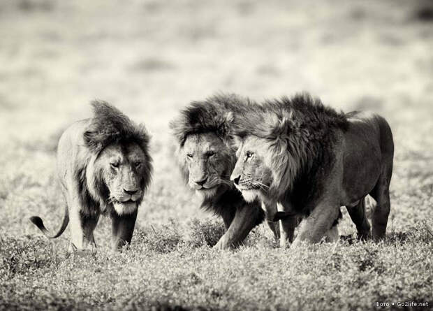 Три льва