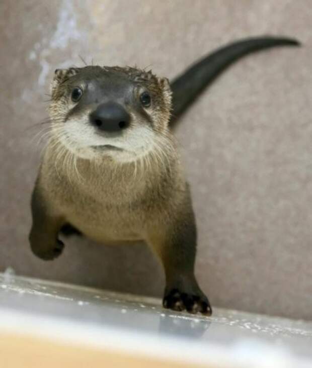 Cute_Otters_122a-620x