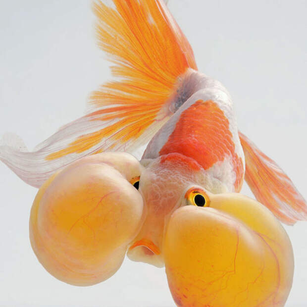 The Elegant And Fantastic Poses Of Aquarium Fish Captured By A Thai Photographer