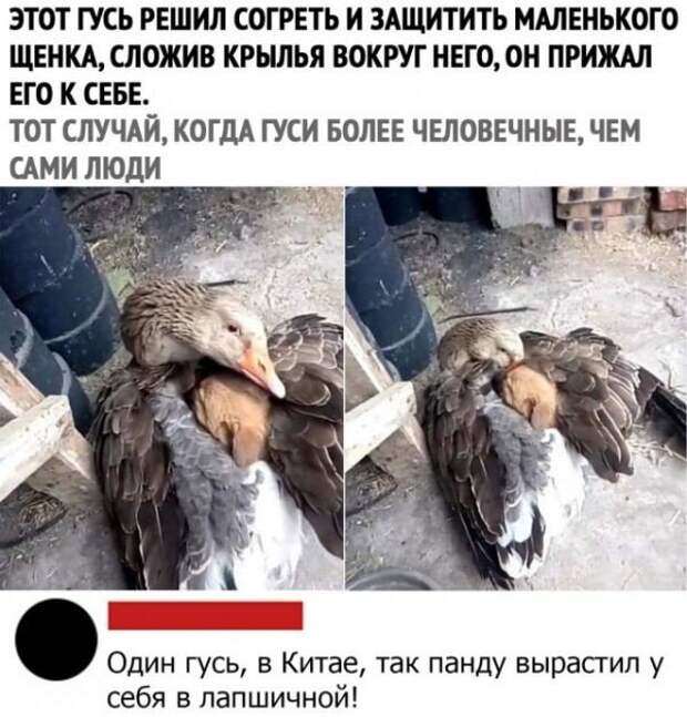 Смешные комментарии к постам в социальных сетях