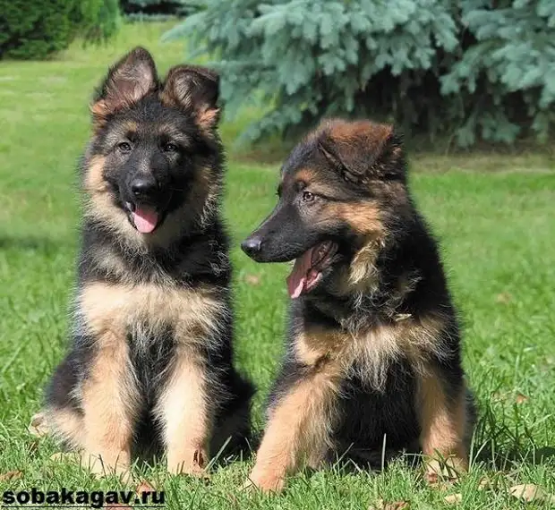 Немецкая овчарка собака. Описание, особенности, уход и цена немецкой овчарки