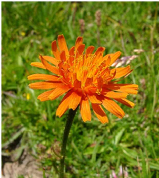 Les fleurs emblématiques des Pyrénées