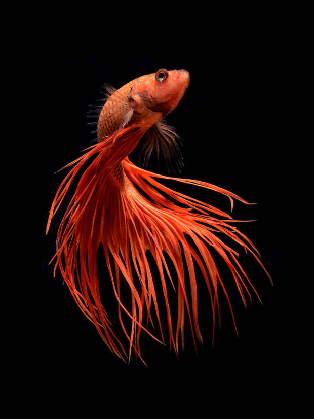 The Elegant And Fantastic Poses Of Aquarium Fish Captured By A Thai Photographer