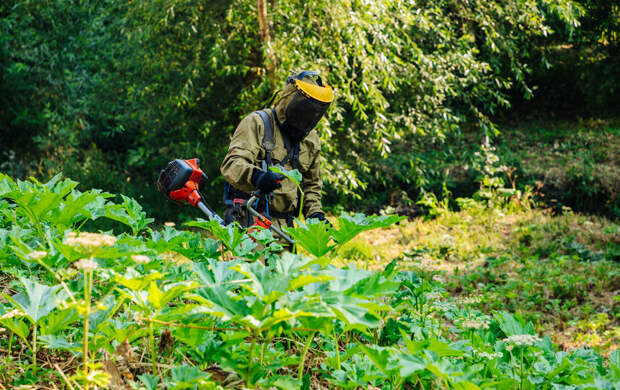 Борцы с борщевиком из Петербурга готовятся к апрельской битве