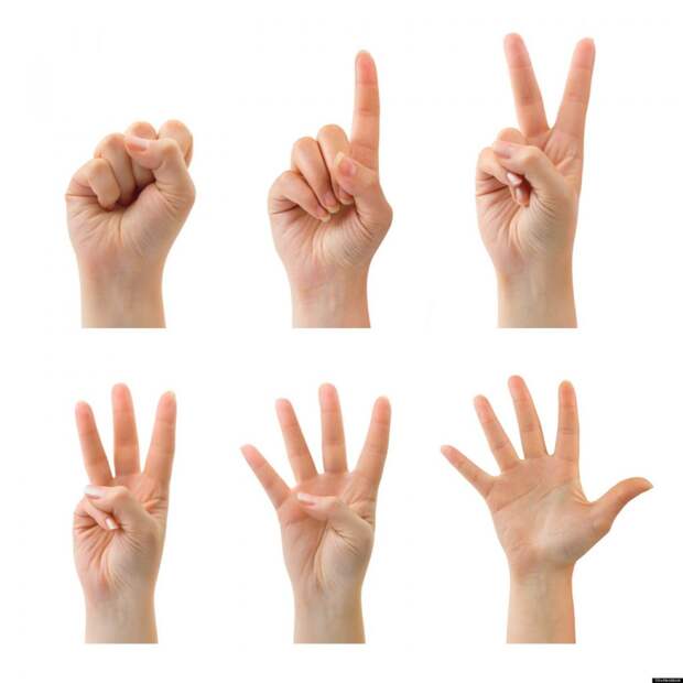 Почему у человека пять пальцев ?