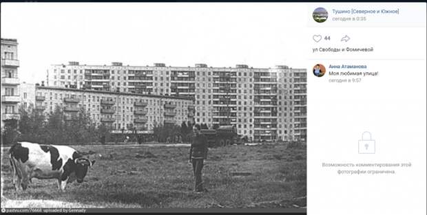 Фото дня: корова среди тушинских многоэтажек