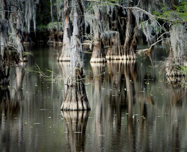 Фантастические кипарисы озера Каддо (Caddo lake), США